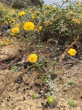 Image of Orcutt's yellow pincushion