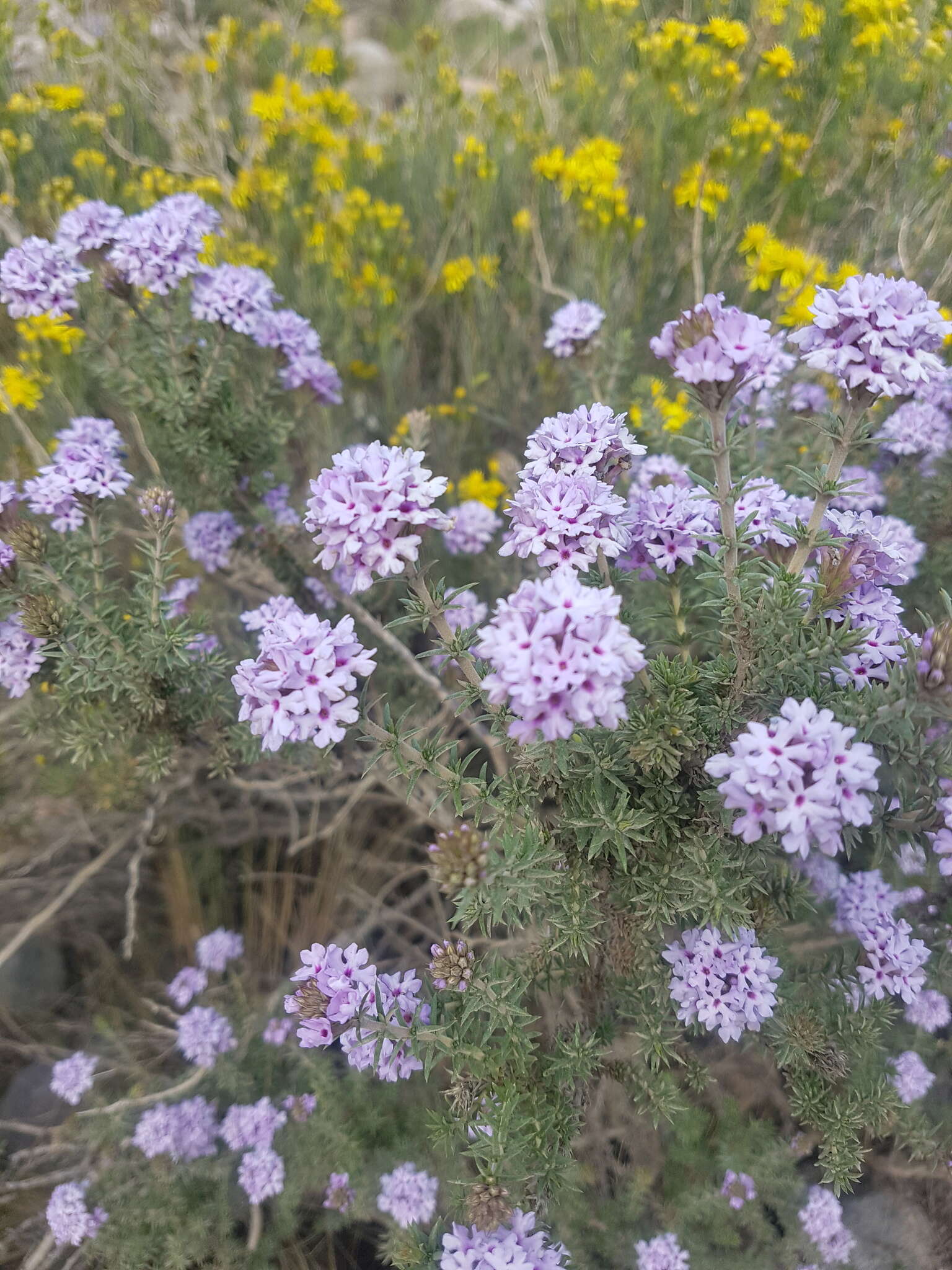 Image of Junellia juniperina (Lag.) Moldenke