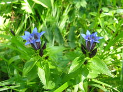 Image of Gentiana dschungarica Regel