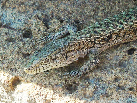 Image of Anatolian Lizard