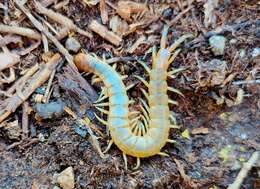 Image of Dog-toothed Giant Centipede