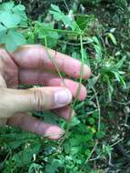 Image of crimson woodsorrel