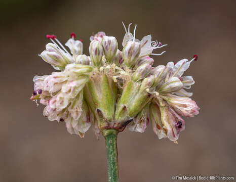 Imagem de Eriogonum nudum var. scapigerum (Eastwood) Jeps.