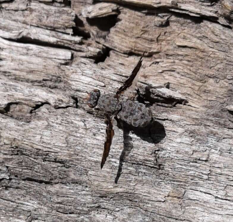 Image of Callopistromyia strigula (Loew 1873)