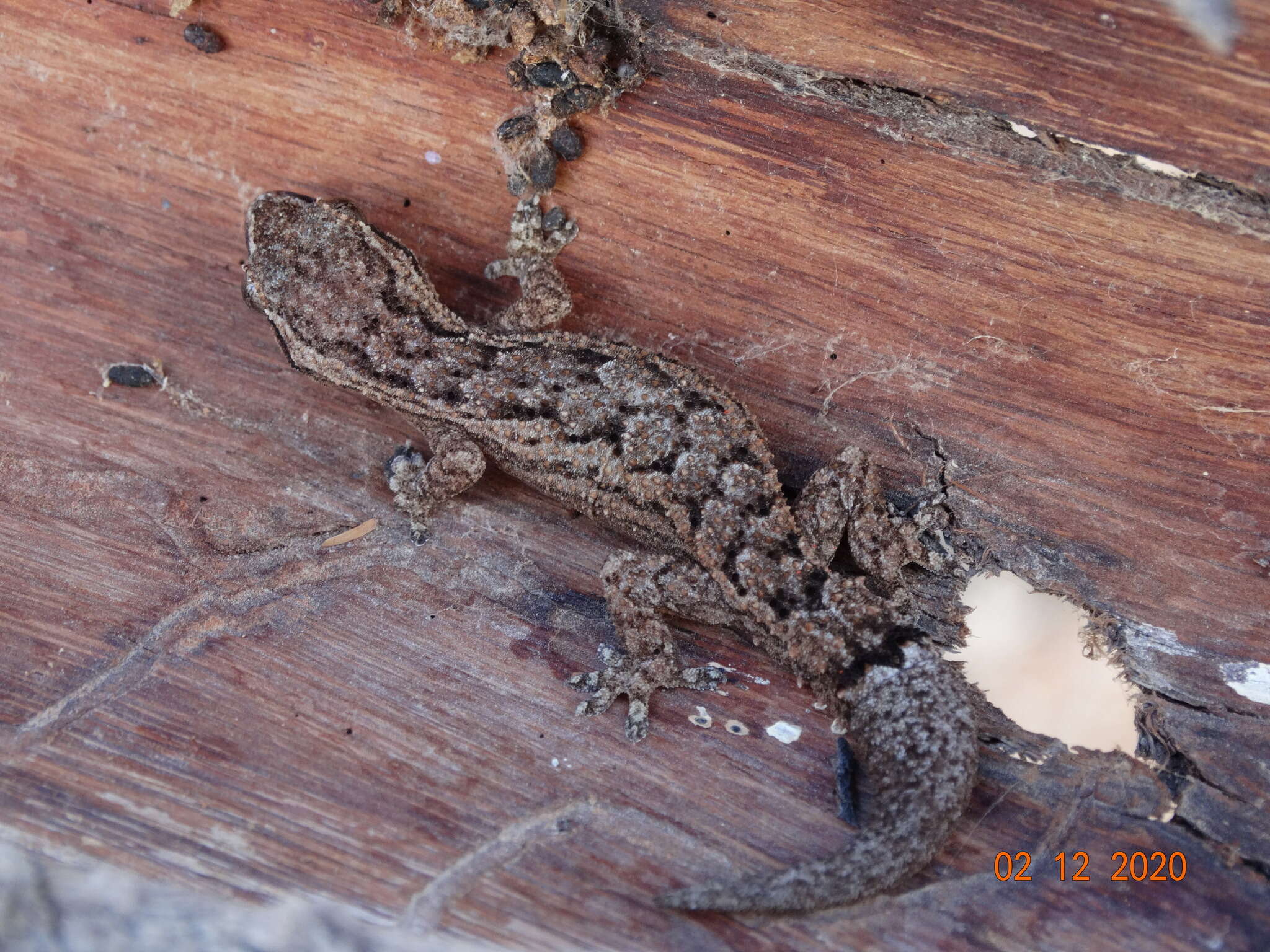 Image de Hemidactylus brasilianus (Amaral 1935)