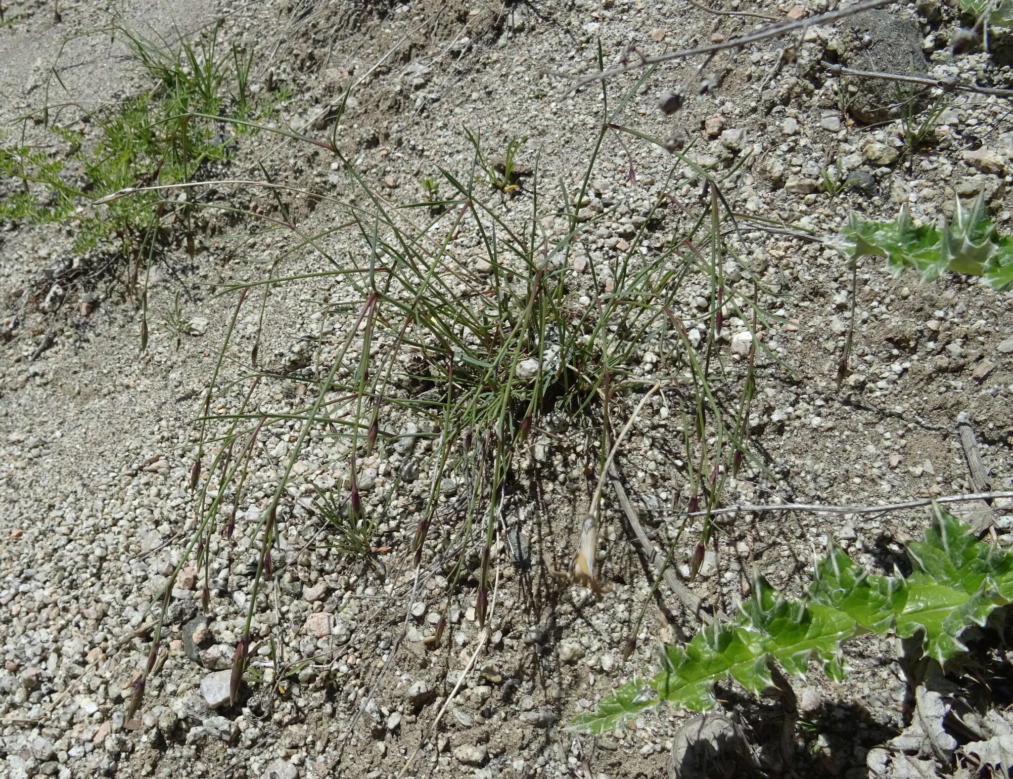 Image of Dianthus kuschakewiczii Regel & Schmalh.