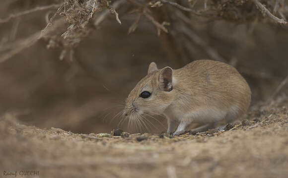 Image of Libyan jird