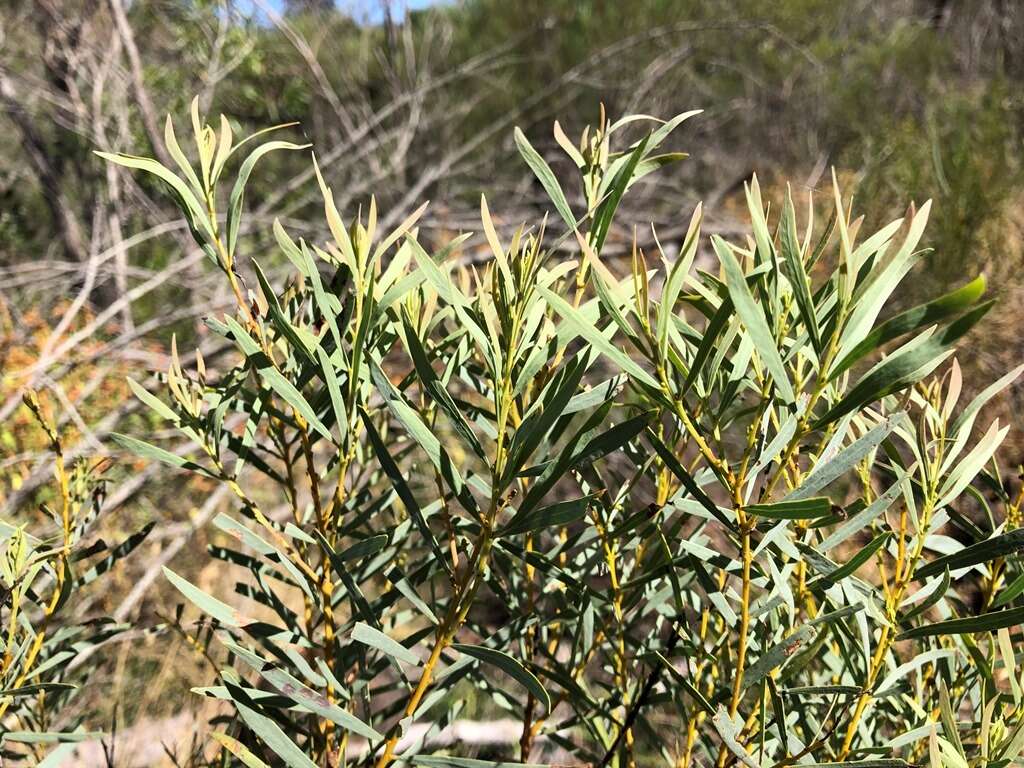 Image of graceful wattle