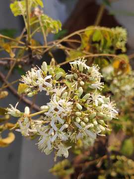 Image of curryleaftree