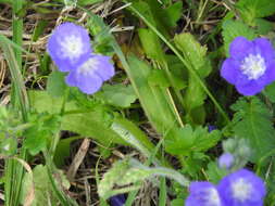 Phacelia austrotexana (J. A. Moyer) B. L. Turner的圖片