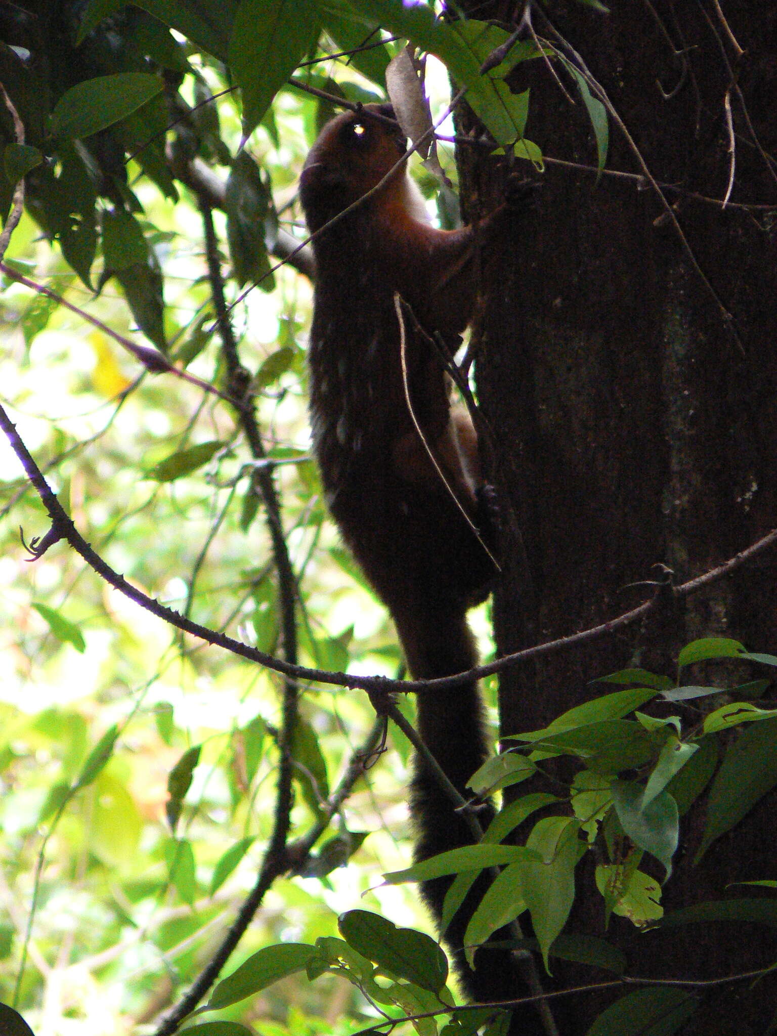 Image of Spotted Giant Flying Squirrel