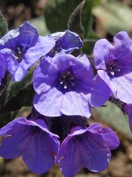 Pulmonaria affinis Jordan resmi