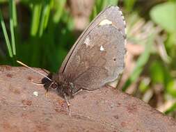 Image of Lapland Ringlet