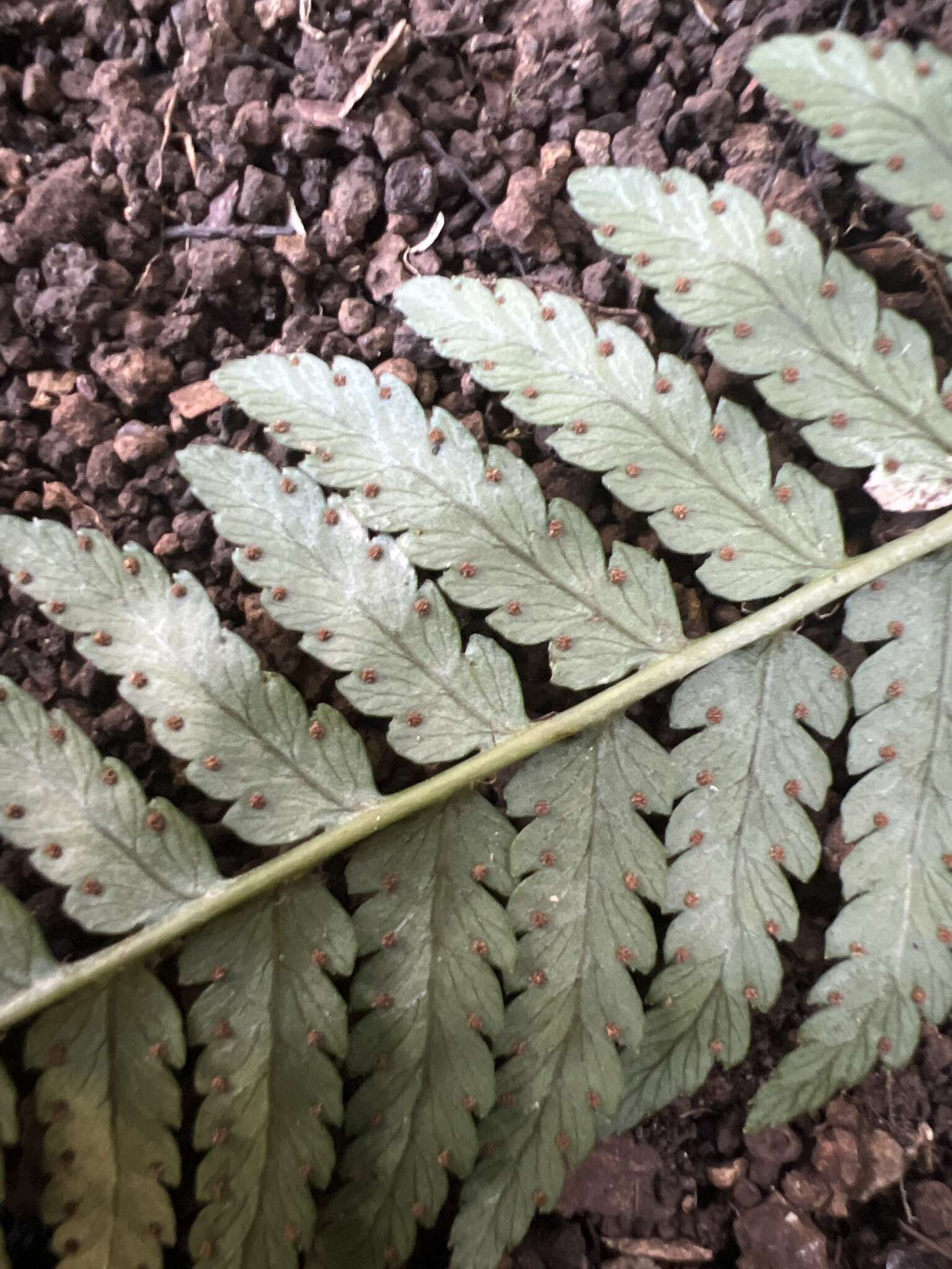 Image of Pacific Wood Fern