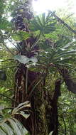 Image of Philodendron findens Croat & Grayum