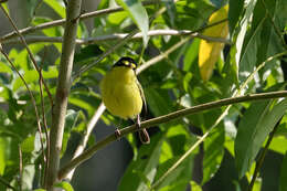 Image of Gray-headed Tody-Flycatcher