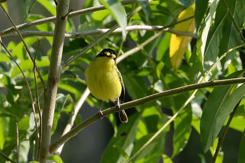 Image of Gray-headed Tody-Flycatcher