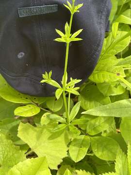 Image de Galium dahuricum Turcz. ex Ledeb.