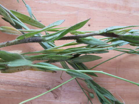 Image of false flax