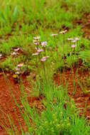 Image of Afroaster serrulatus (Harv.) J. C. Manning & Goldblatt