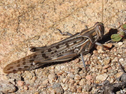 Image of Schistocerca gregaria flaviventris (Burmeister & H. 1838)