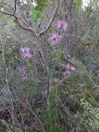 Image of Isopogon formosus R. Br.