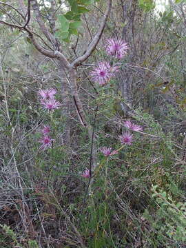 Imagem de Isopogon formosus R. Br.