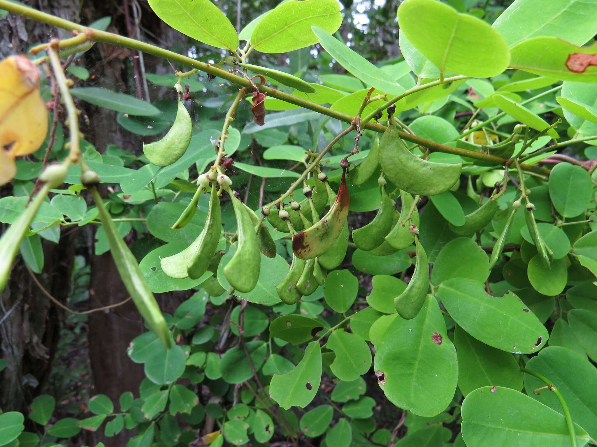 Слика од Dalbergia candenatensis (Dennst.) Prain