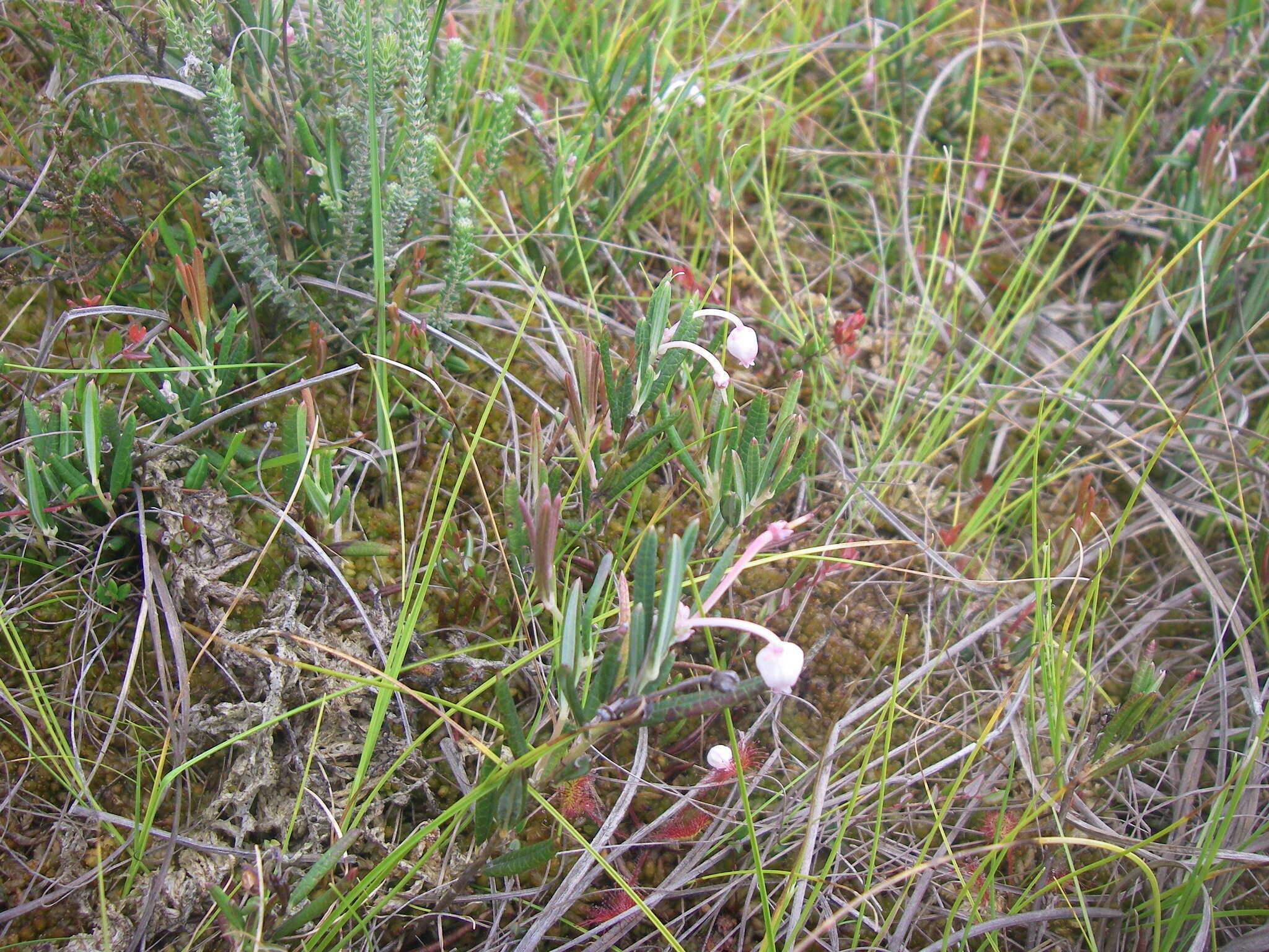 Image of Andromeda polifolia L.