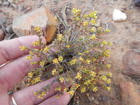 Crassula muricata Thunb. resmi