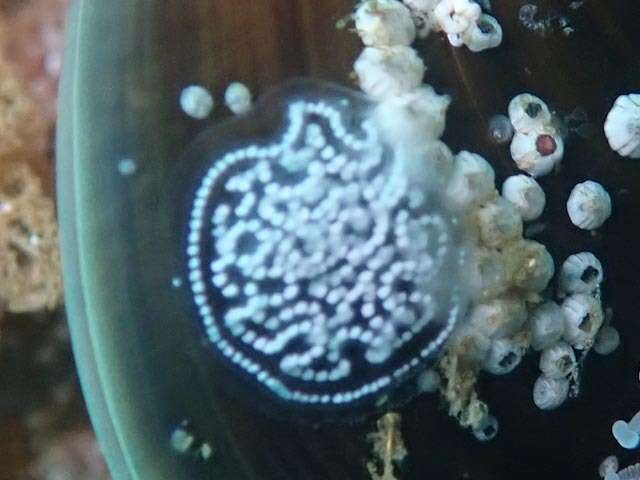 Image of Medallion silvertip nudibranch