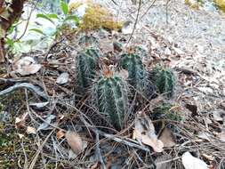 Image de Echinocereus polyacanthus Engelm.