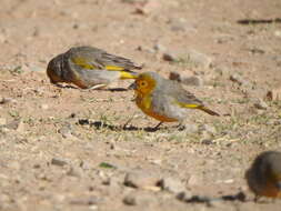 Image of Citron-headed Yellow Finch