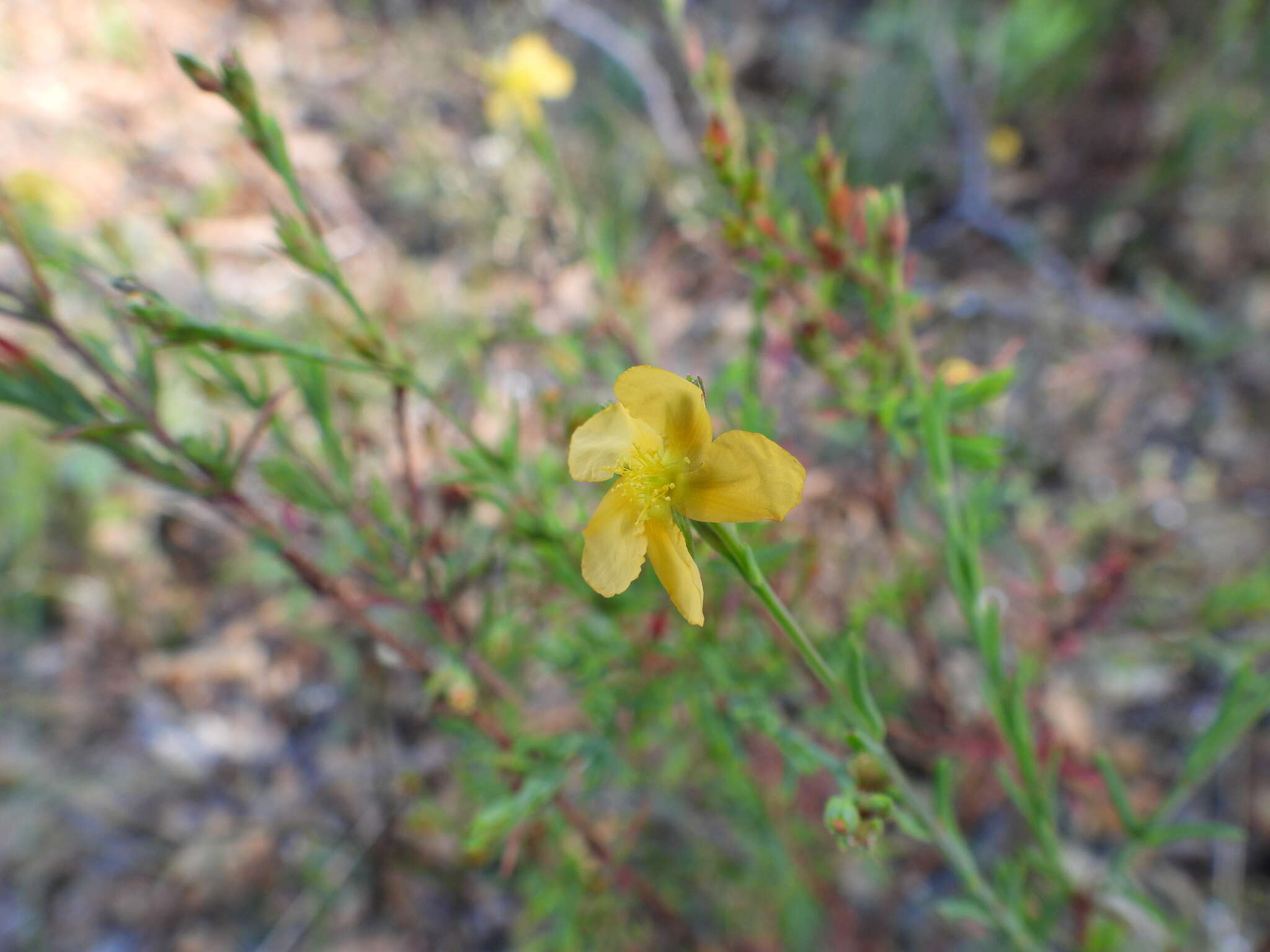 Image de Hypericum peninsulare Eastw.