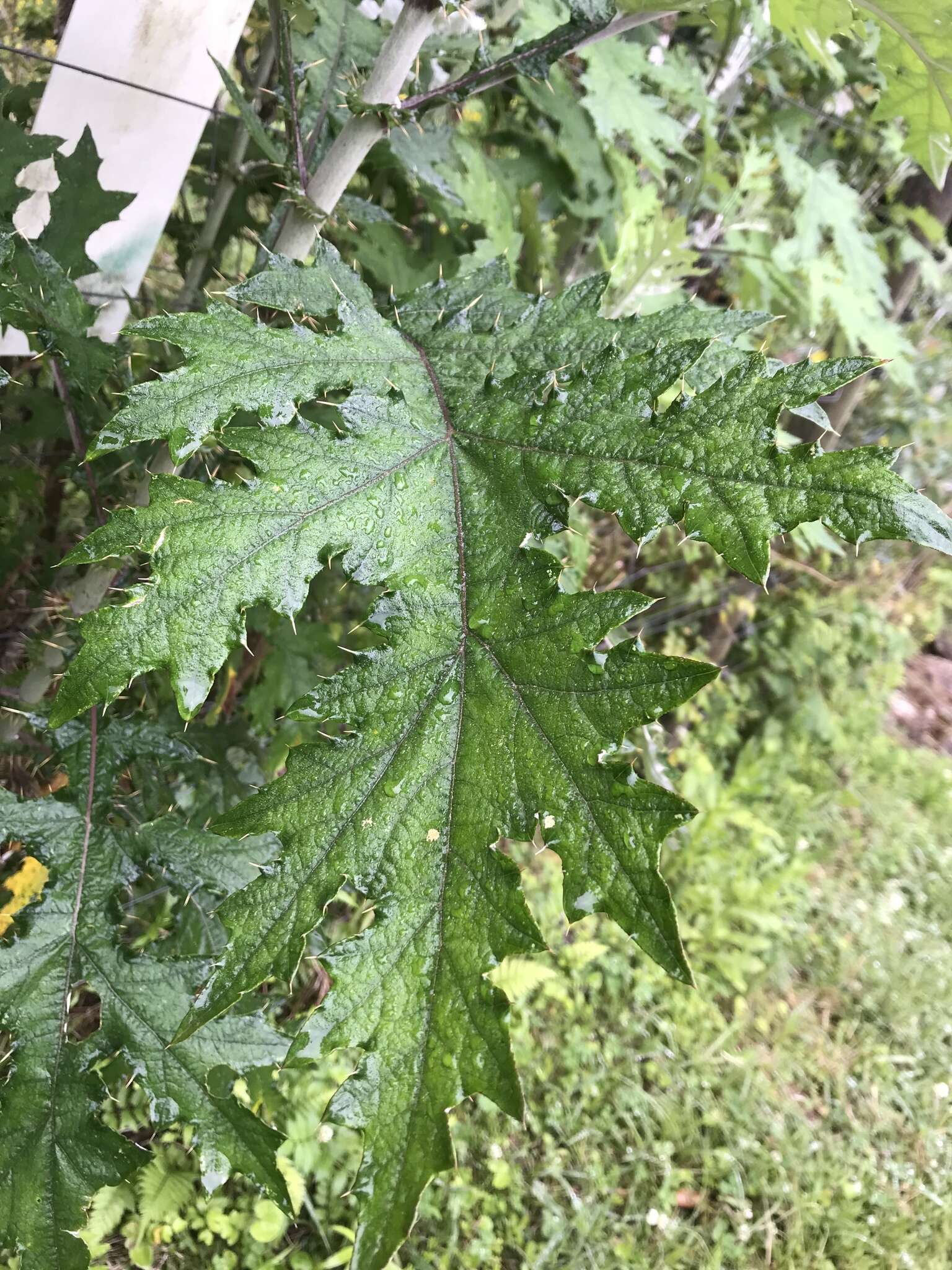 Image of Berkheya debilis Mac Owan