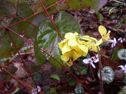 Image of Epimedium pinnatum subsp. colchicum (Boiss.) N. Busch