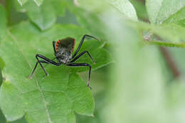 Image of Sphedanolestes sanguineus (Fabricius 1794)