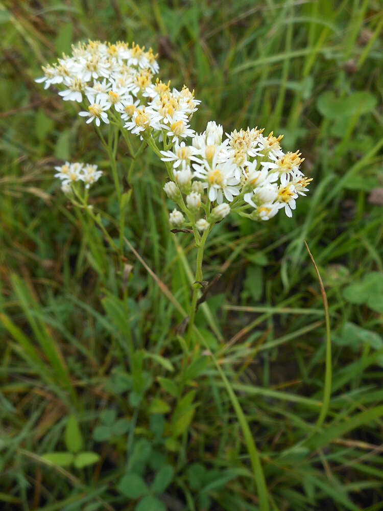 Plancia ëd Turczaninowia fastigiata (Fisch.) DC.