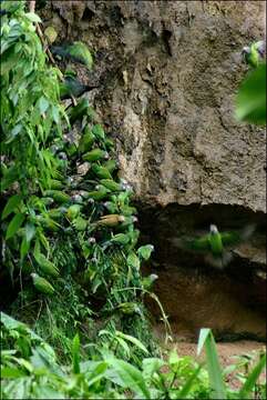 Image of Dusky-headed Parakeet