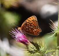 Image of Speyeria coronis carolae Dos Passos & Grey 1942