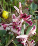 Image of Corydalis ledebouriana Kar. & Kir.