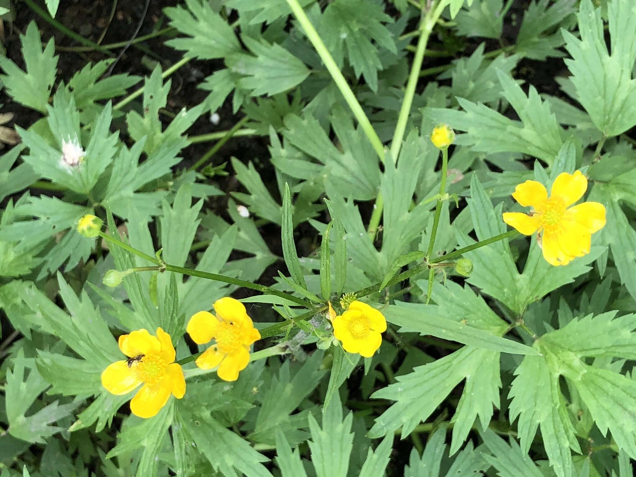 Ranunculus hispidus var. caricetorum (Greene) T. Duncan的圖片