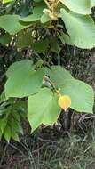 Image of Actinidia chinensis var. setosa H. L. Li