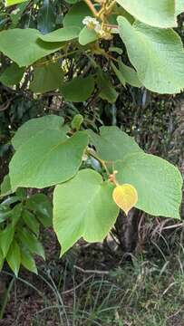 Image de Actinidia chinensis var. setosa H. L. Li