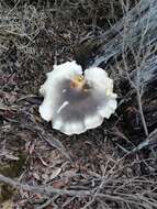 Image of Omphalotus nidiformis (Berk.) O. K. Mill. 1994