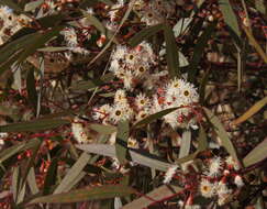 Imagem de Eucalyptus gracilis F. Müll.