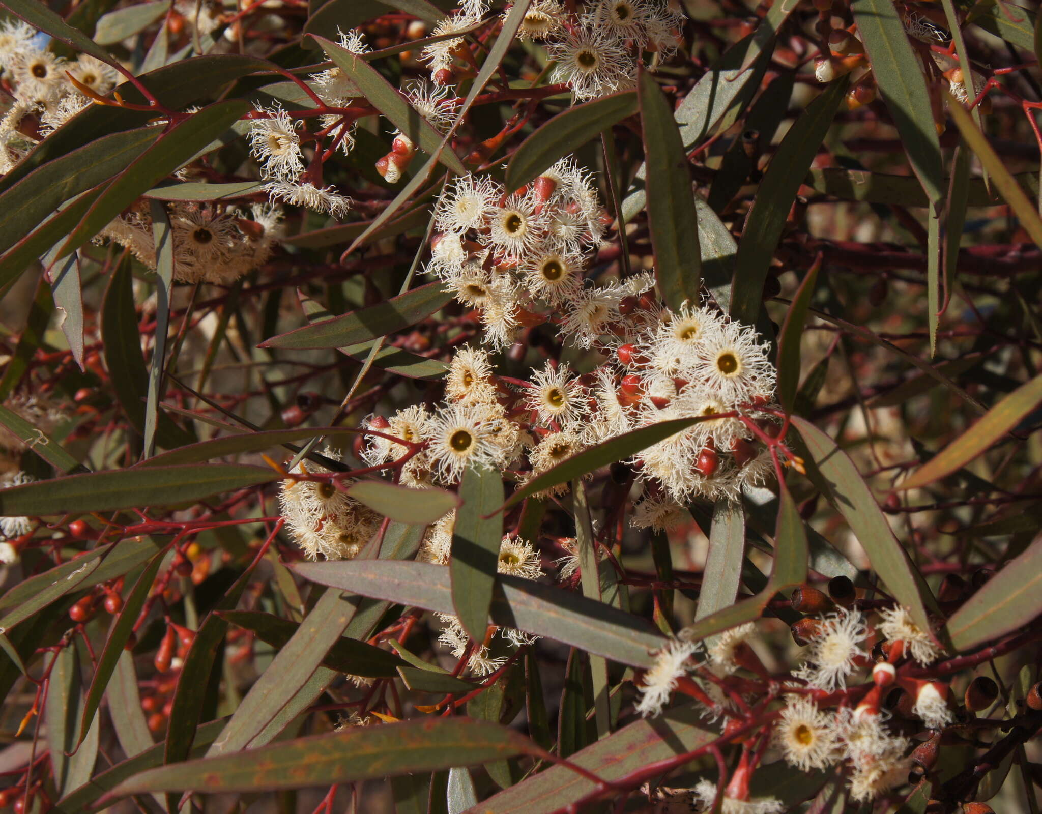 Sivun Eucalyptus gracilis F. Müll. kuva