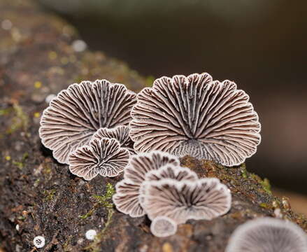 Resupinatus cinerascens (Cleland) Grgur. 1997 resmi