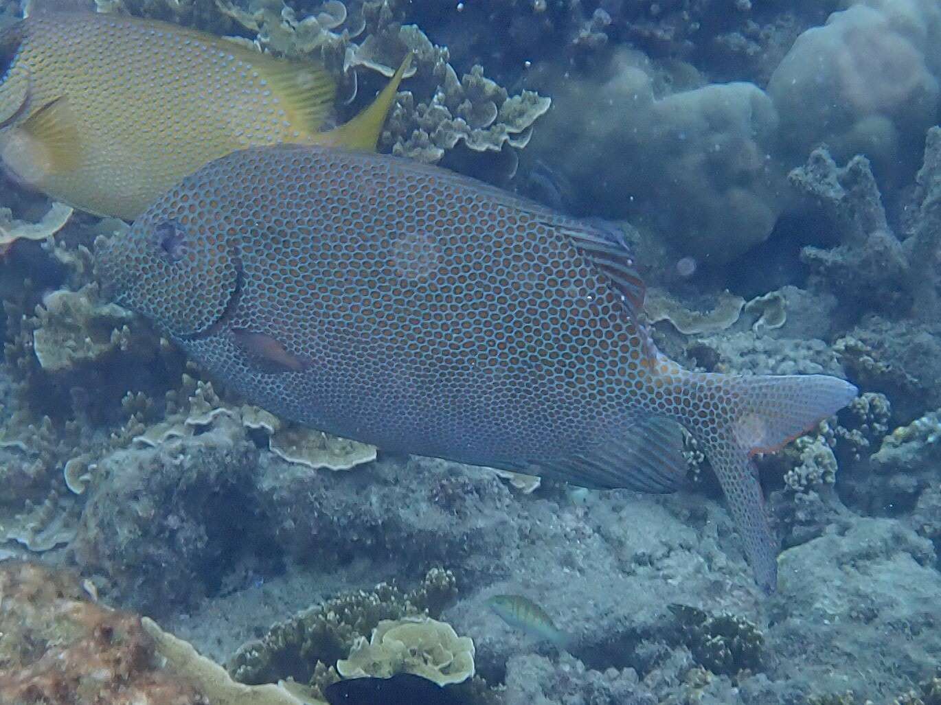 Image of Gold-spotted rabbitfish