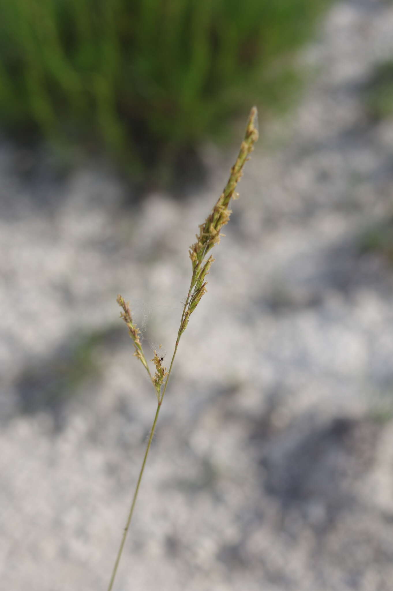 Plancia ëd Festuca cretacea T. I. Popov ex Proskor.